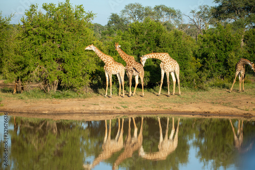 A journey of giraffe around a watering hole in the beautiful early morning light