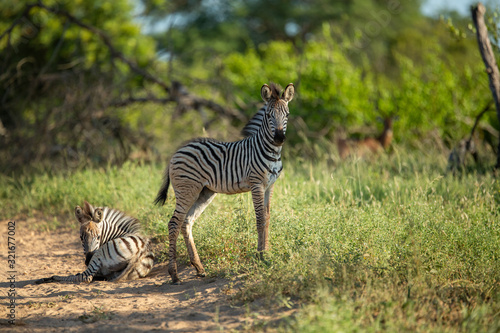 Zebra in the green bushveld with foals. 