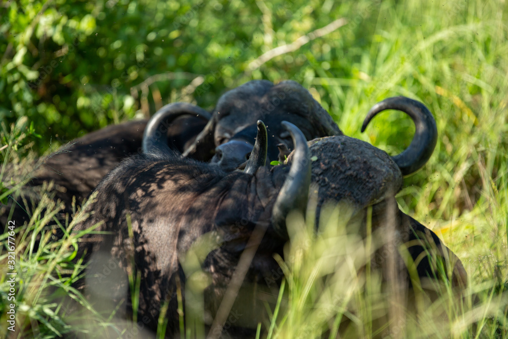 Cape buffalo herd resting chewing the cud. Cape buffalo herd resting chewing the cud.