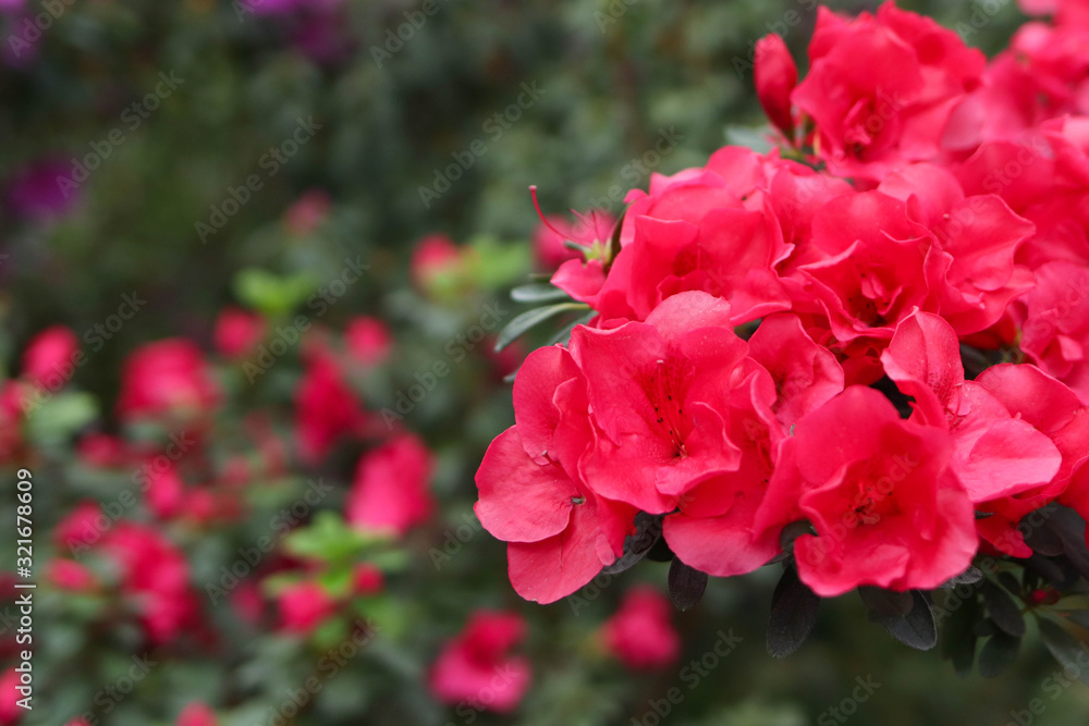Spring flowering, pink flowers in the botanical garden Spring flowering, pink flowers in the botanical garden
