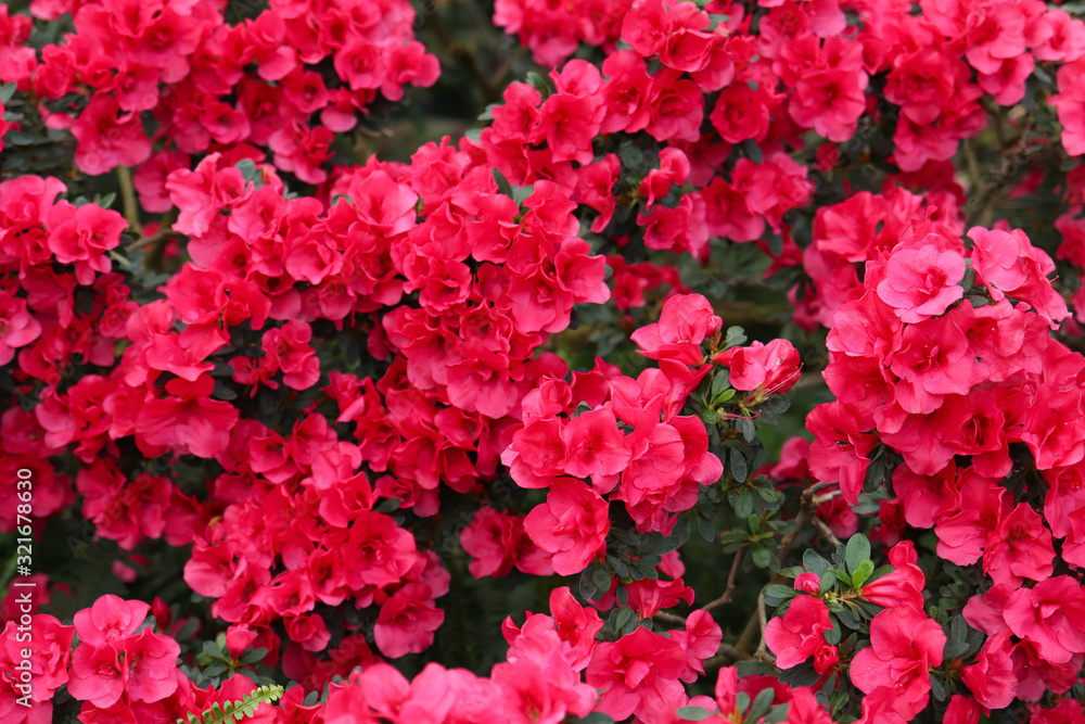 Solid flowering of pink flowers, floral texture Solid flowering of pink flowers, floral texture