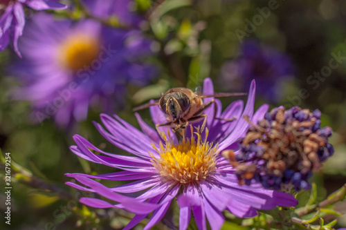 Extreme macro on a bee eating out violet aster flower. Autumn foliaga landscape with busy bee.