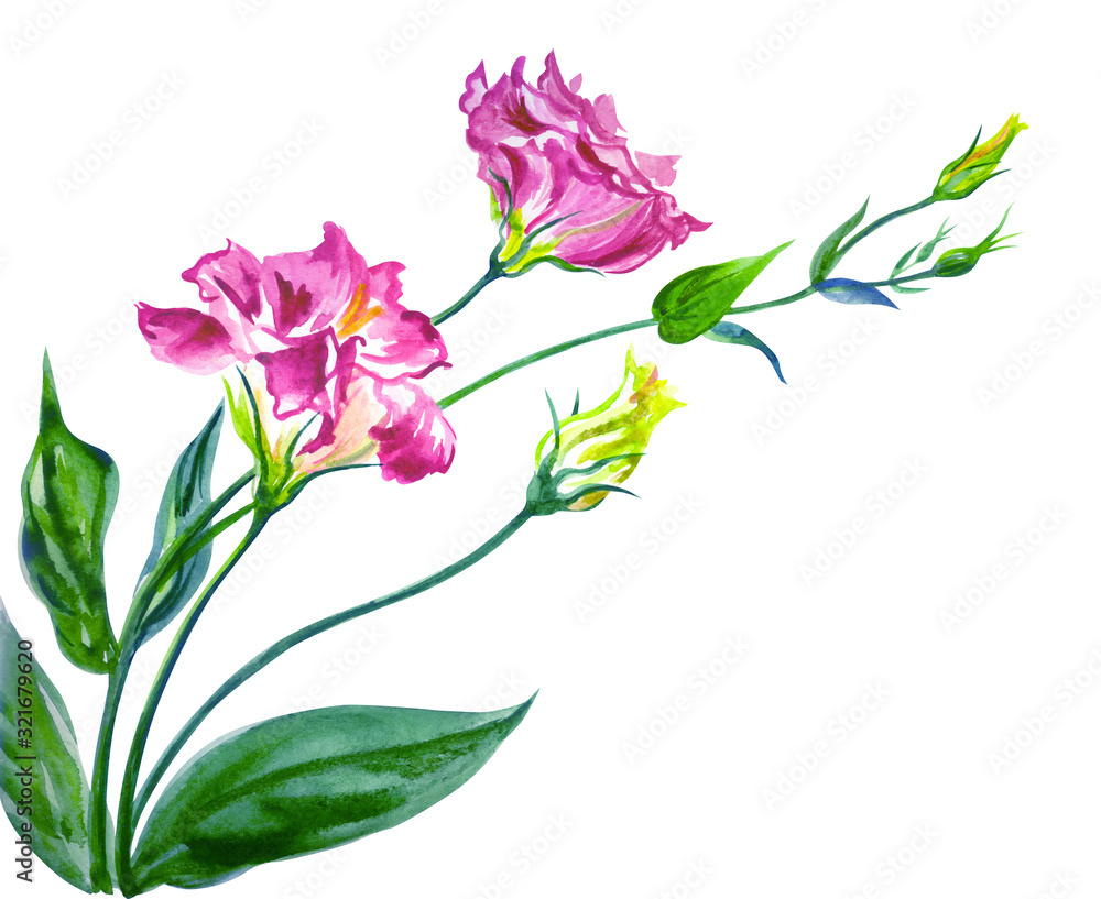 Pink eustoma (lisianthus) watercolor painting on a white background, isolated.