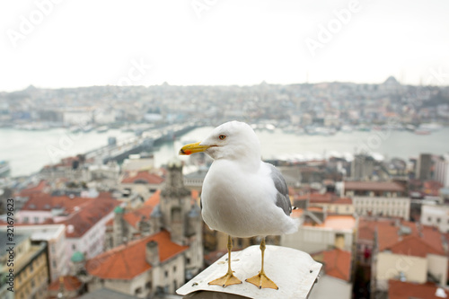 seagull on the Galata tower in Istanbul. City view at sunset