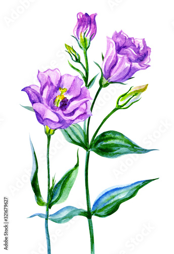 Purple eustoma (lisianthus) watercolor painting on a white background, isolated.