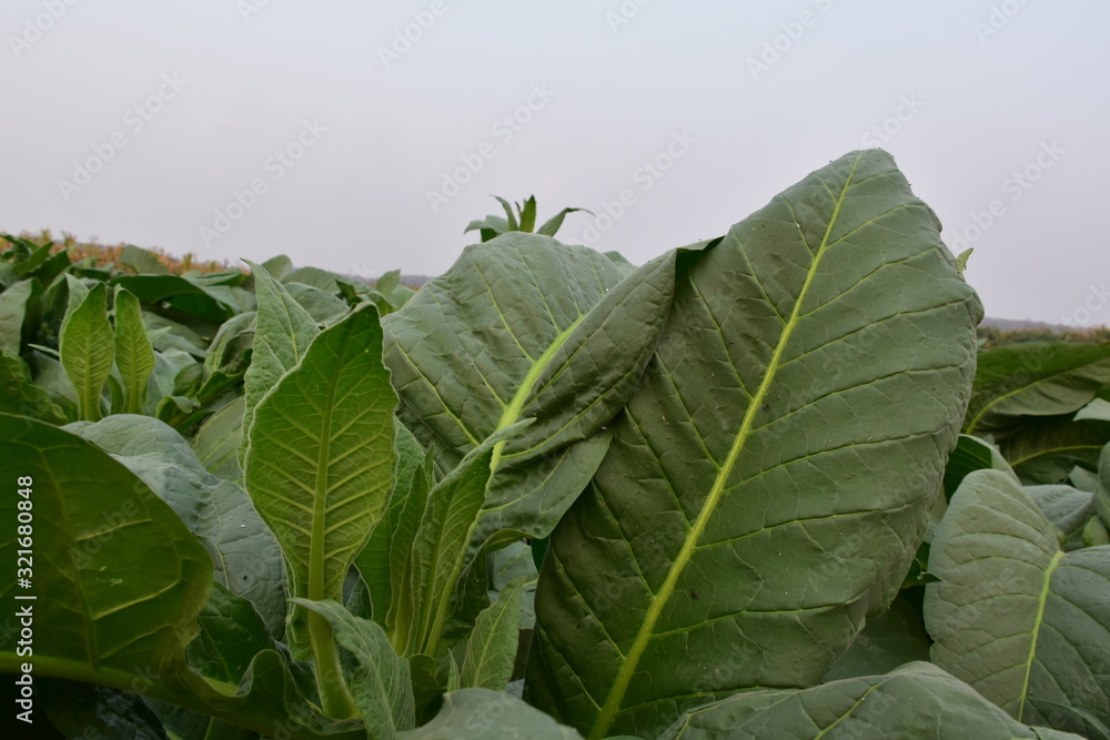 Obraz premium Tobacco fields in Thailand.