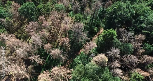 Forstwirtschaft - Waldsterben, Flug über abgestorbene Fichten durch Borkenkäferfrass