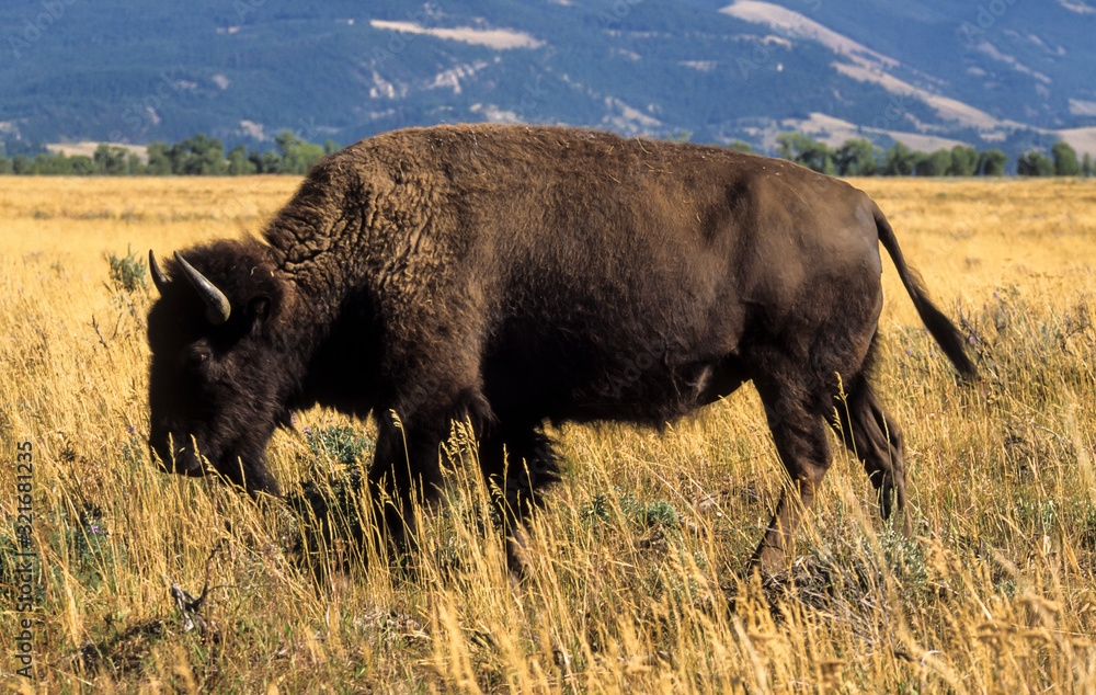 Bison d'Amérique, Bison bison, Parc national du Grand Teton , USA Bison d'Amérique, Bison bison, Parc national du Grand Teton , USA