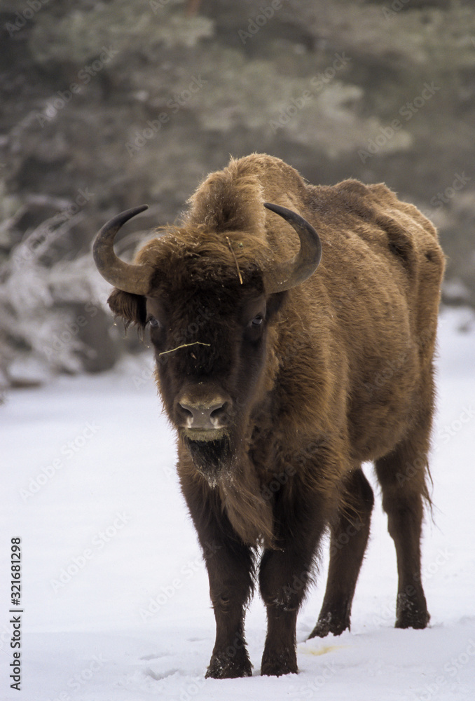 Bison d'Europe, Bison bonasus