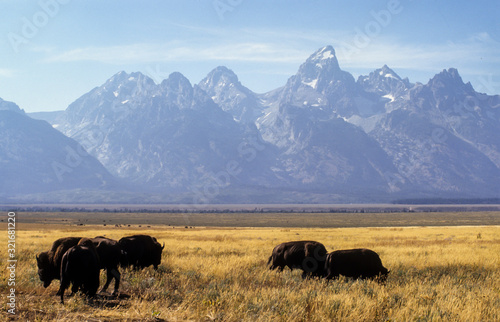 Wallpaper Mural Bison d'Amérique, Bison bison, Parc national du Grand Teton , USA Torontodigital.ca