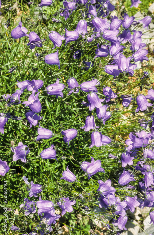 Obraz premium campanule de Scheuchzer, Campanula scheuchzeri