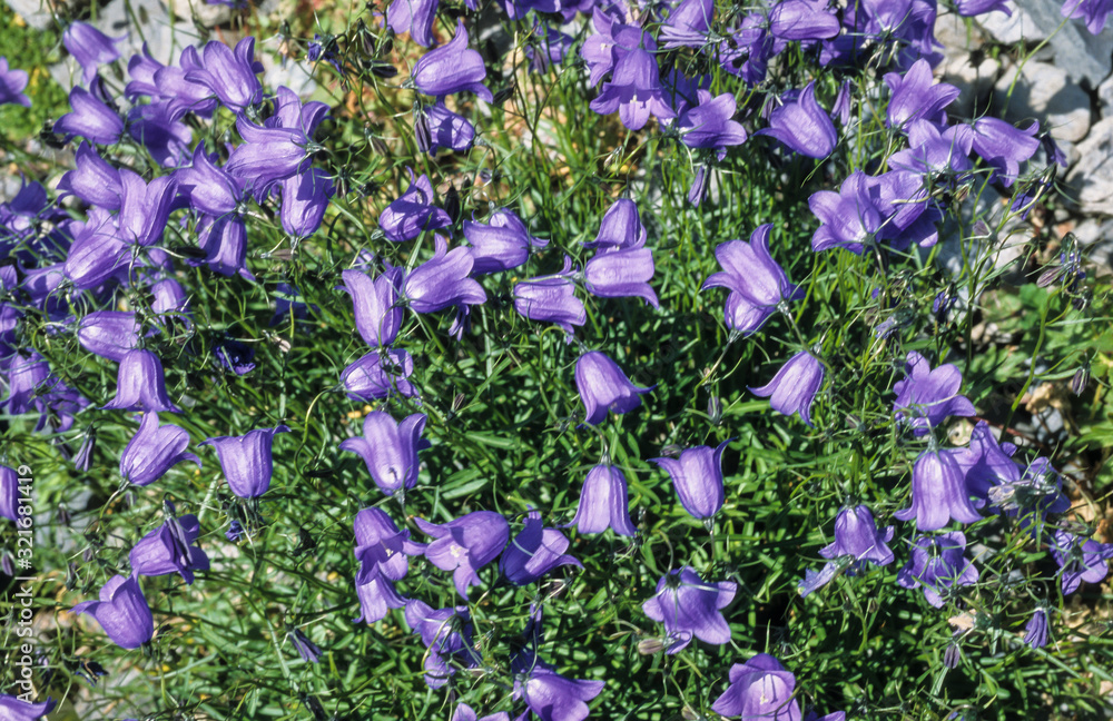 Obraz premium campanule de Scheuchzer, Campanula scheuchzeri