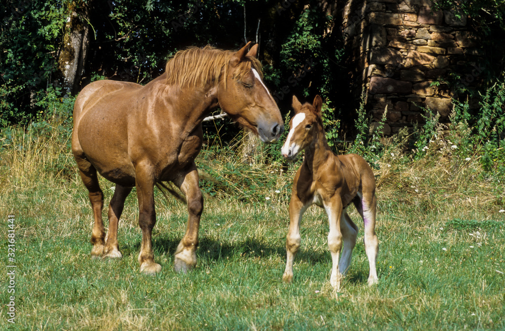 Cheval, race Comtois, Equus ferus caballus Cheval, race Comtois, Equus ferus caballus