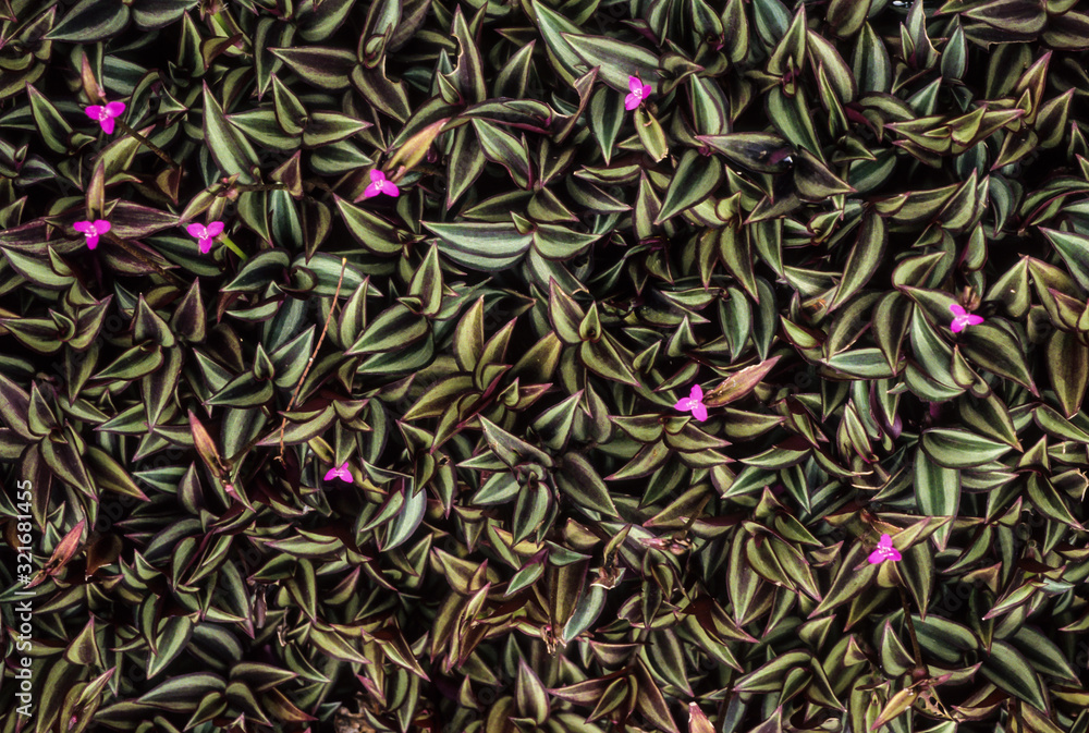 misère, Juif errant, Tradescantia zebrina misère, Juif errant, Tradescantia zebrina