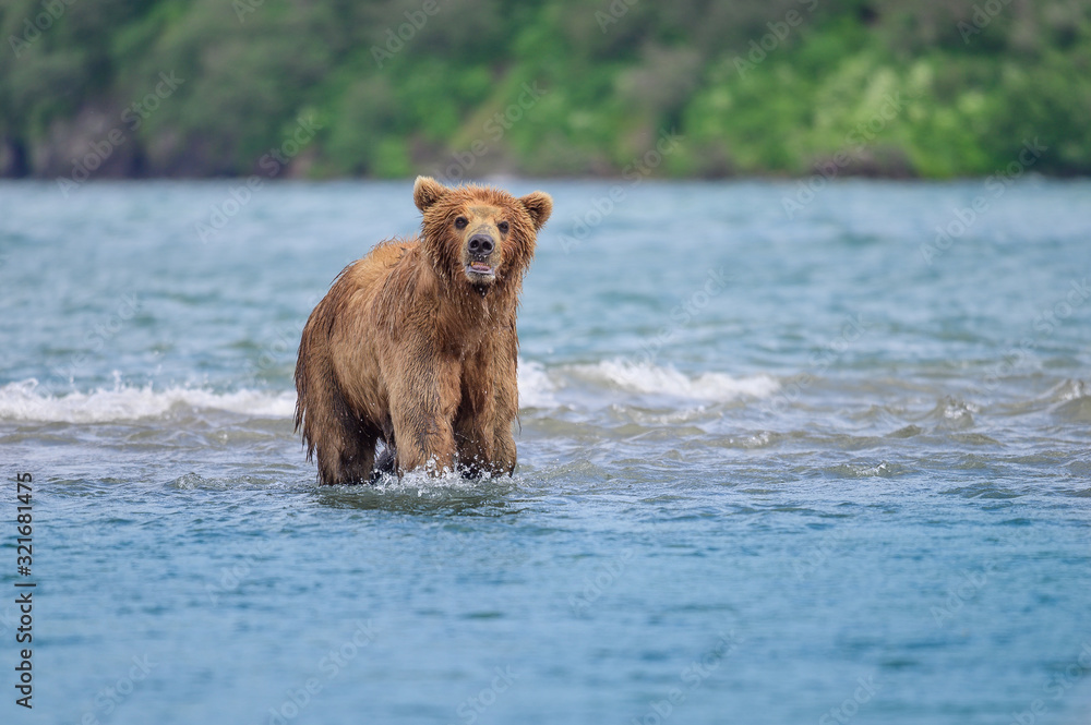 Ruling the landscape, brown bears of Kamchatka (Ursus arctos beringianus) Ruling the landscape, brown bears of Kamchatka (Ursus arctos beringianus)