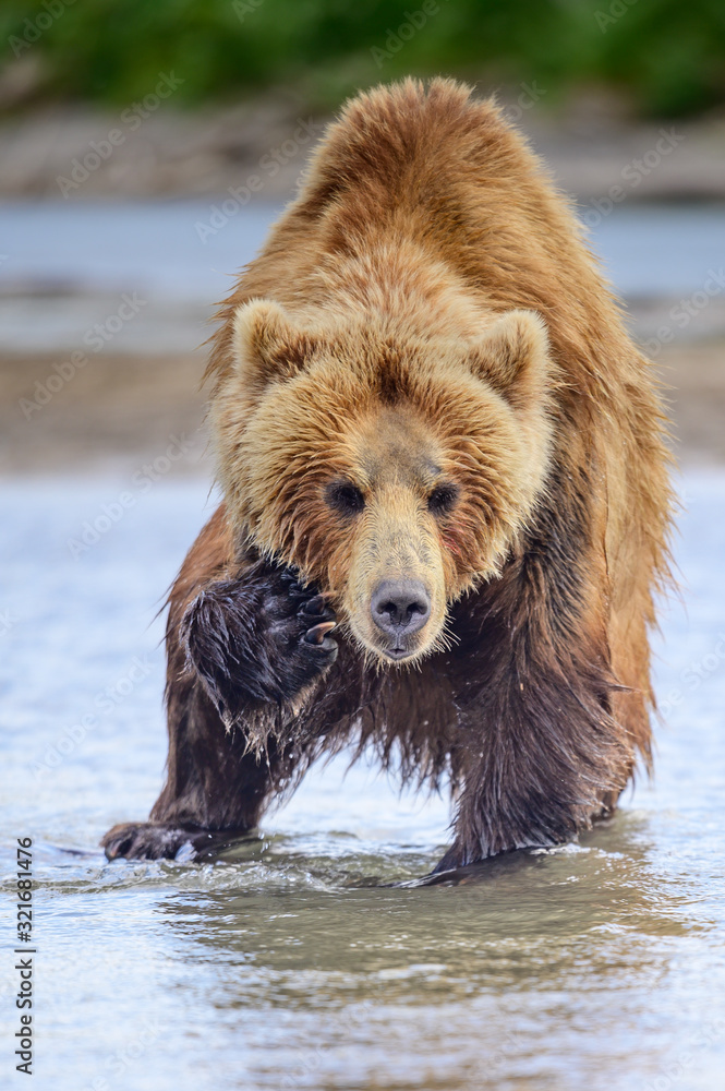 Obraz premium Ruling the landscape, brown bears of Kamchatka (Ursus arctos beringianus)
