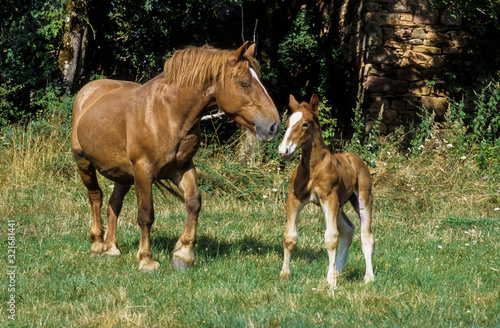 Cheval, race Comtois, Equus ferus caballus