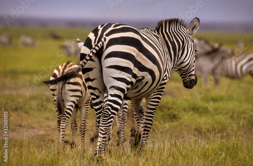 Z  bre de Grant  Equus burchelli grant  Parc national de Masai Mara  Kenya