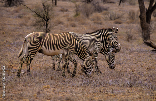 Z  bre de Gr  vy  Equus grevyi  Parc national de Zamburu  Kenya