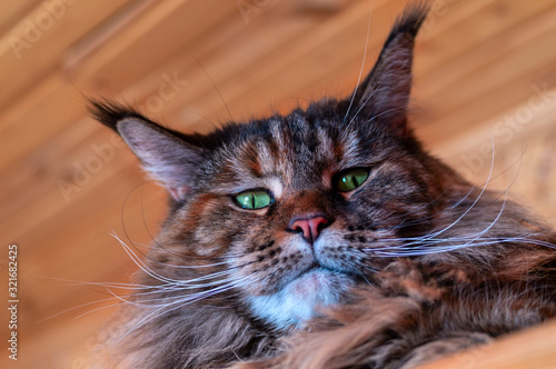 Portrait of the whiskered green-eyed Maine Coon with tassels on the ears