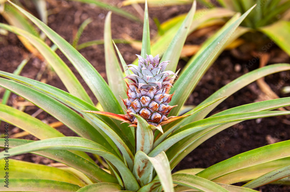 Pineapple growing in a greenhouse, Arruda Pineapple Plantation, Ponta Delgada, Sao Miguel island, Azores, Portugal Pineapple growing in a greenhouse, Arruda Pineapple Plantation, Ponta Delgada, Sao Miguel island, Azores, Portugal