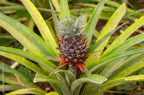 Pineapple growing in a greenhouse, Arruda Pineapple Plantation, Ponta Delgada, Sao Miguel island, Azores, Portugal