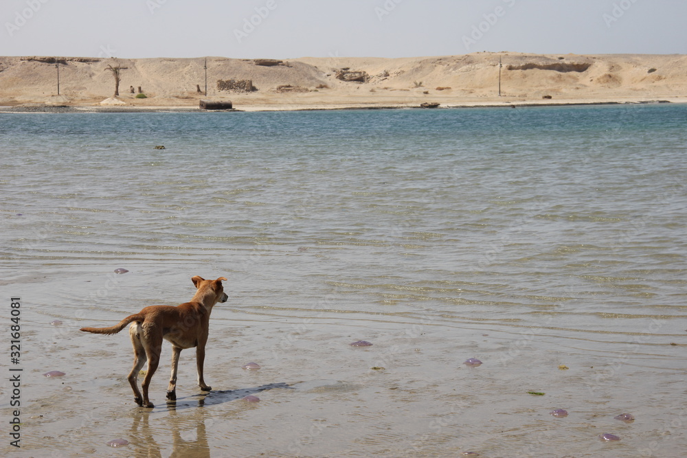 Hund am Strand in Ägypten