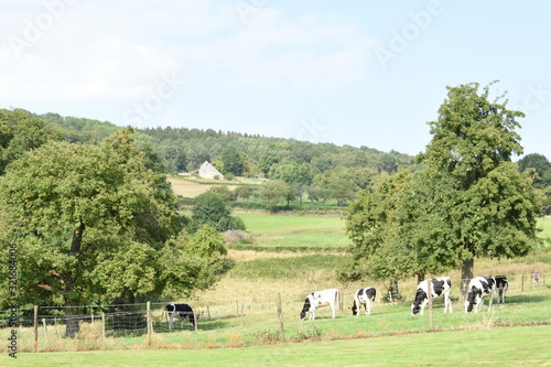 landscape with calves in a meadow in Zuid-Limburg the netherlands