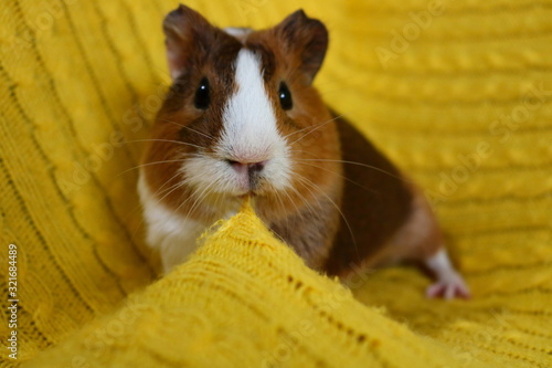 Guinea pig on a yellow background