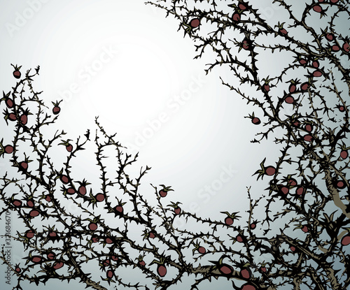 Branch of Blackthorn. Vector drawing