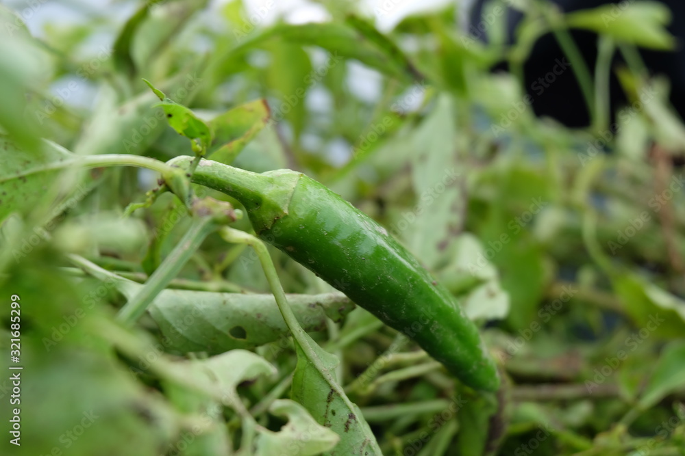 Peperoncino Peperoncino