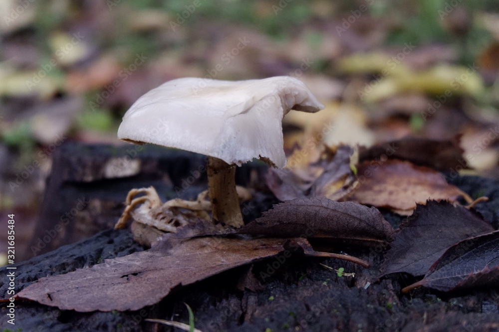 Funghi Funghi