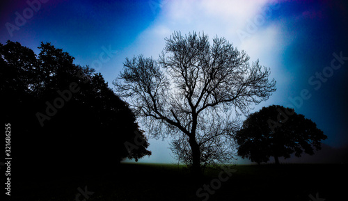 tree silhouette © Andrew