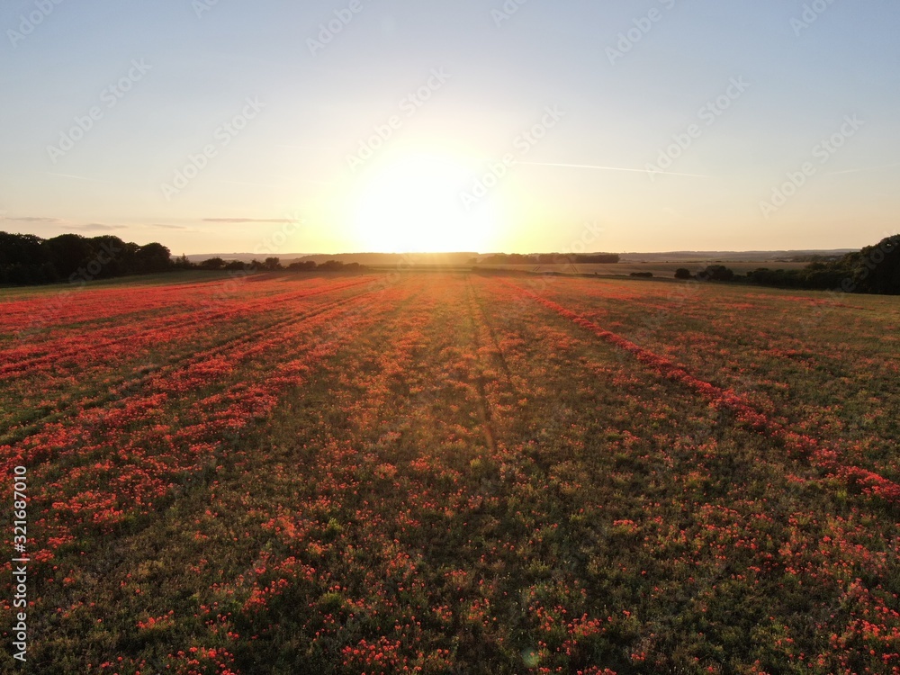 a field of red poppies at sunset looking towards the setting sun