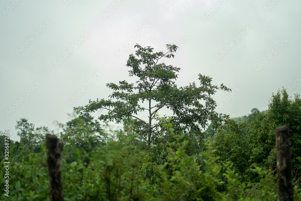 Obraz premium green tree