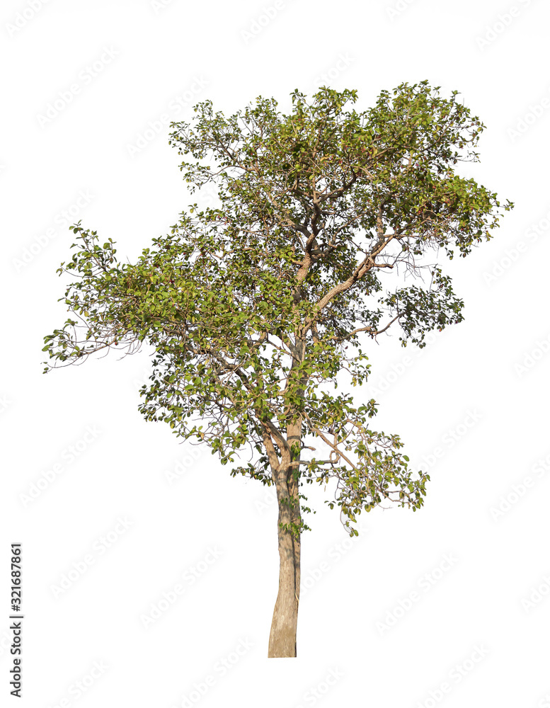 A tree on a white background.