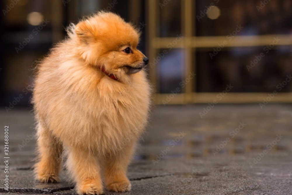 Pomeranian red Spitz is standing on the sidewalk at the rainy gloomy cloudy day. Puddles on the sidewalk. The dog`s fur is wet. Walking with domestic animals. Pets concept. Pomeranian red Spitz is standing on the sidewalk at the rainy gloomy cloudy day. Puddles on the sidewalk. The dog`s fur is wet. Walking with domestic animals. Pets concept.