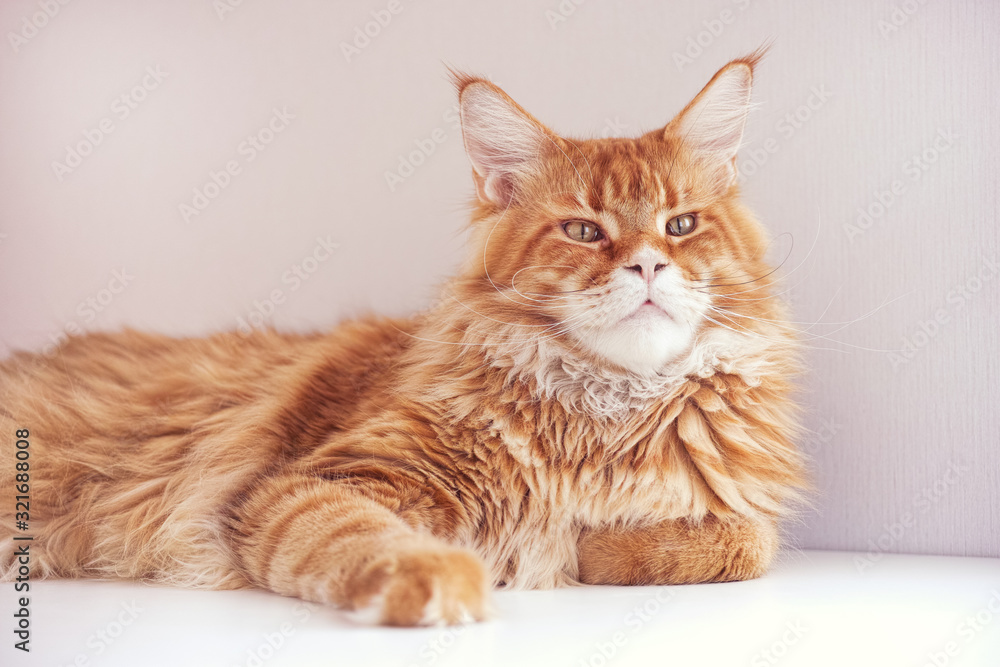 Red maine coon cat lying on a table