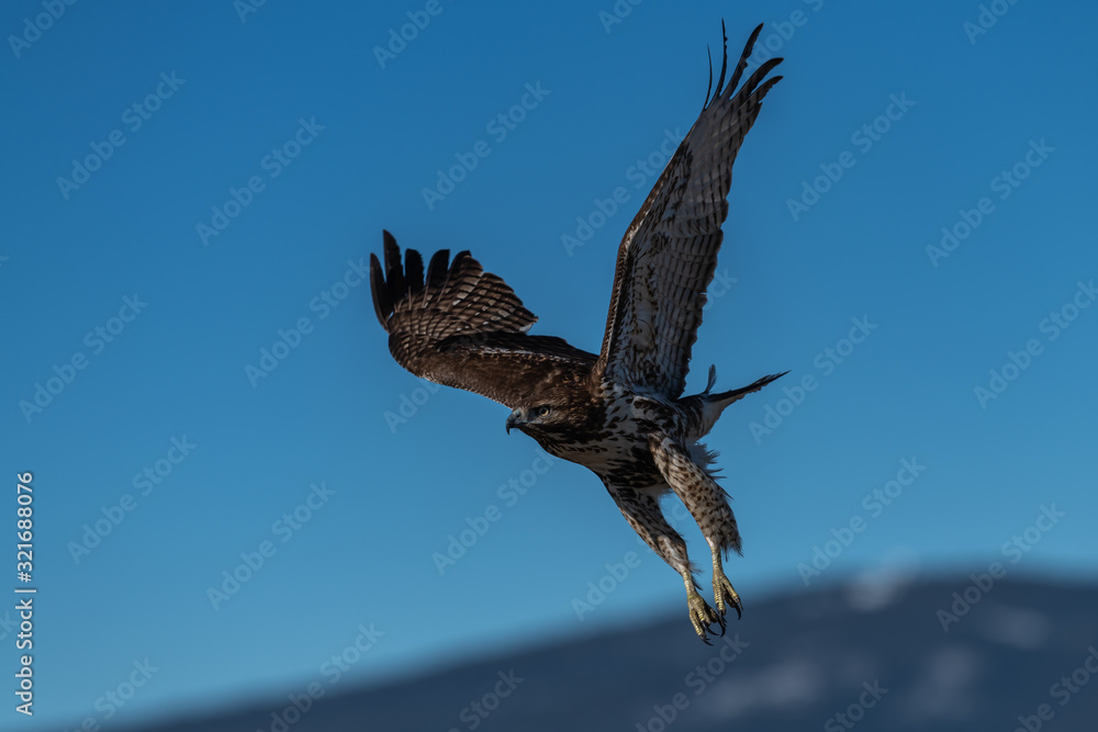 Obraz premium Red-tailed hawk in flight hawks flying