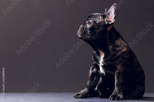 Stampa su tela Close-up Portrait of Funny Smiled French Bulldog Dog and Curiously Looking, Front view, Isolated on black background
