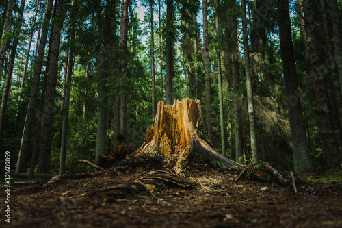 tree stump in forest
