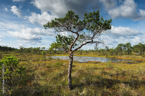 Pine in a bog