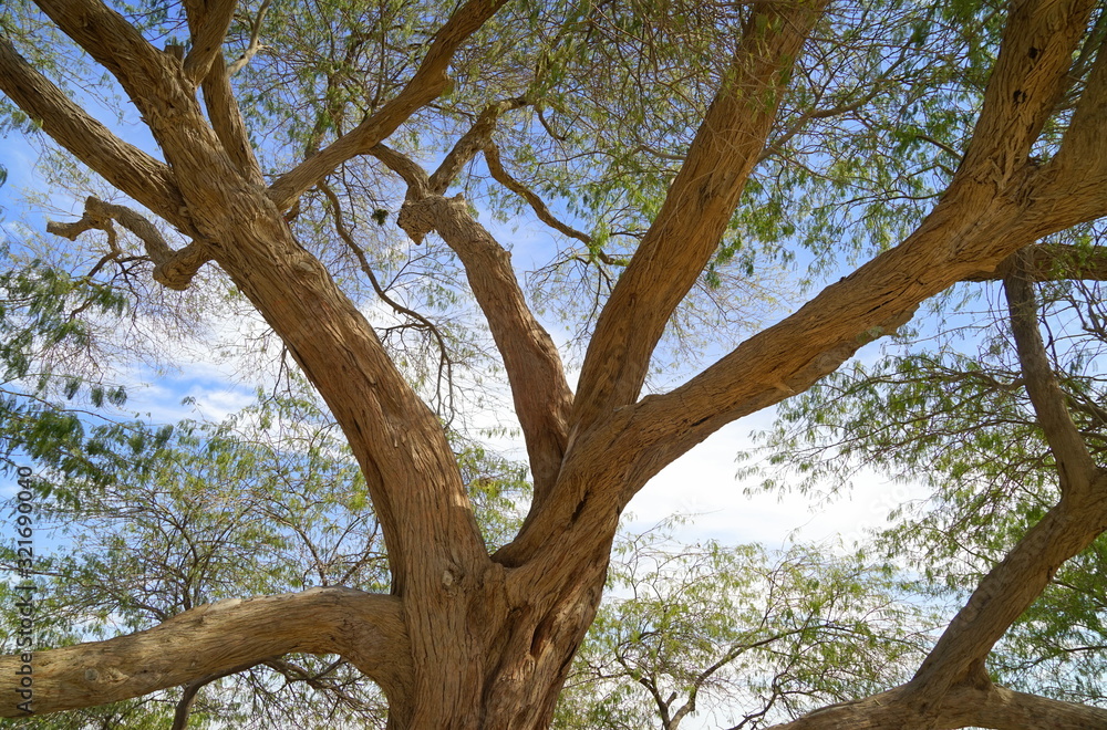 Blühender Baum des Lebens vor Sommerhimmel