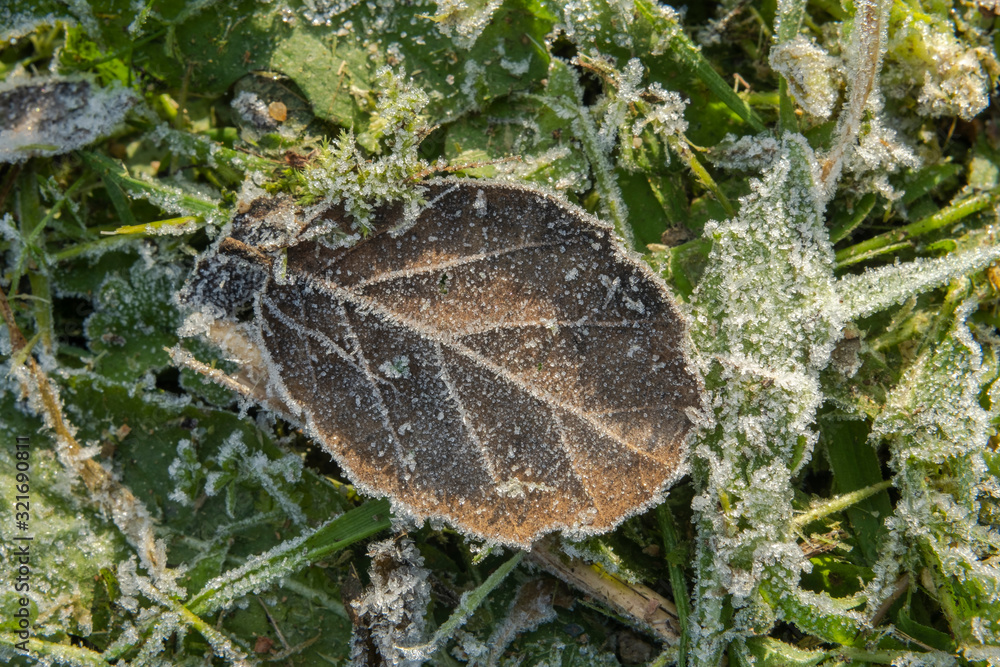 Frosted leaf on field morning dew Frosted leaf on field morning dew