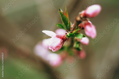 Flowering branches of apple trees in early spring. Flowers on a fruit tree in the garden. Spring season concept. Template for design. Copy space.