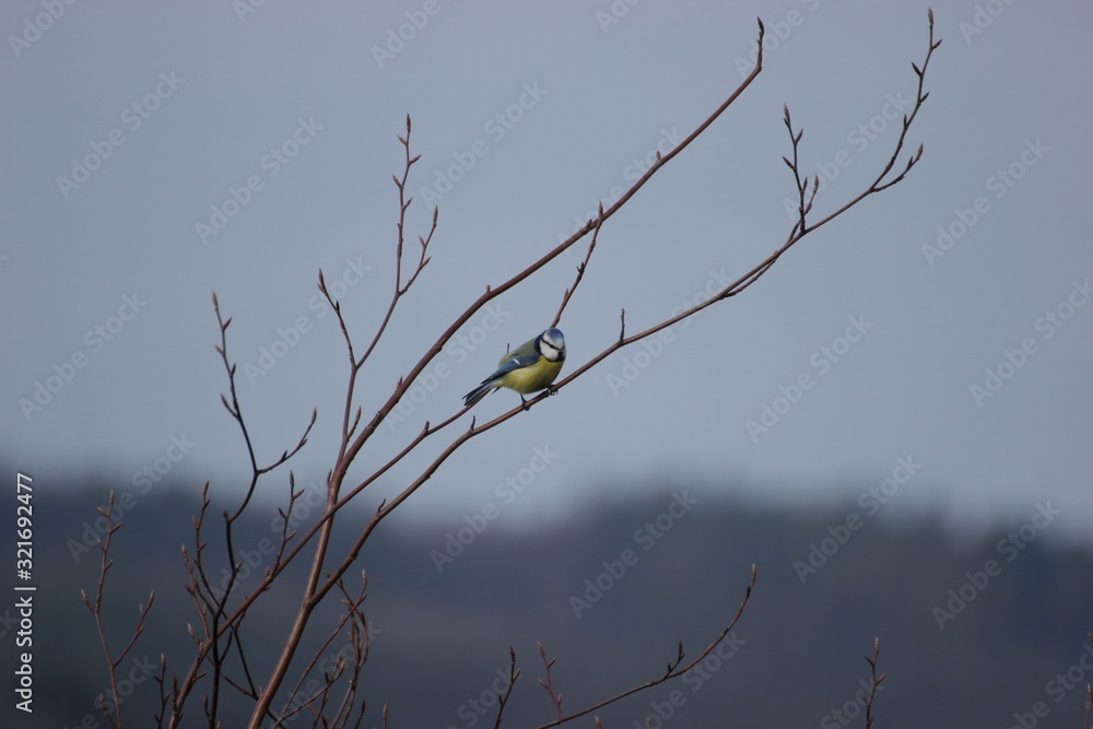 Blaumeise (Cyanistes caeruleus) auf Zweig im Winter vor Himmel Blaumeise (Cyanistes caeruleus) auf Zweig im Winter vor Himmel