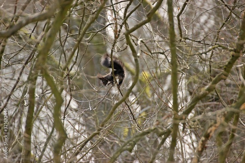 Männliches dunkelbraunes Eurasisches Eichhörnchen (Sciurus vulgaris) im Geäst photo