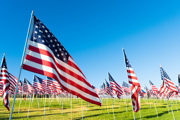 A large group of American flags. Veterans or Memorial day display