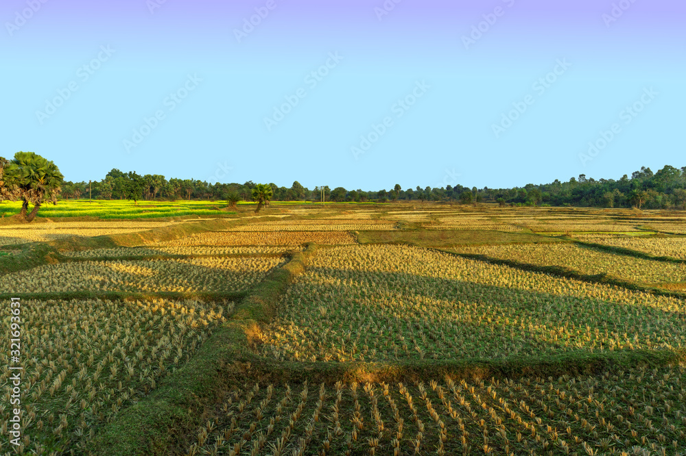 Farmers' cultivable land separately arranged along the border in India