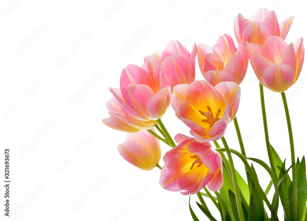 Naklejka premium Spring Tulip Flowers over white. Tulips bunch. Pink tulips.